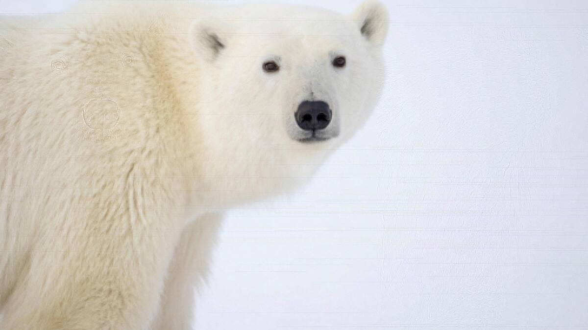 Extinción de osos polares en Canada. Foto EFE.
