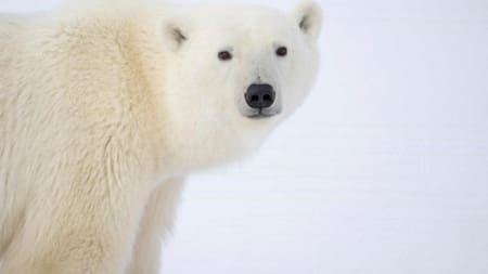 Preocupación extrema en Canadá: la desaparición de los osos polares de la bahía de Hudson podría ser ''inminente''