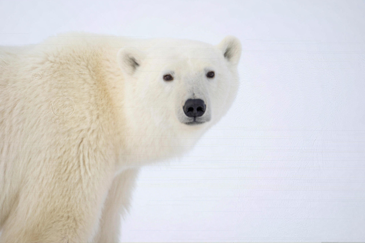 Extinción de osos polares en Canada. Foto EFE.