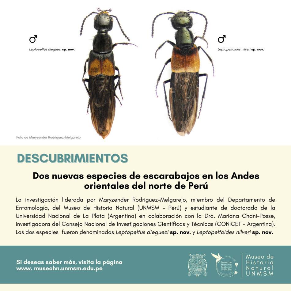 Escarabajos encontrados por biologos peruanos y argentinos. Fuente: Facebook