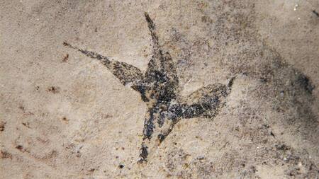 Flor aislada de Stellula meridionalis. Foto: CONICET