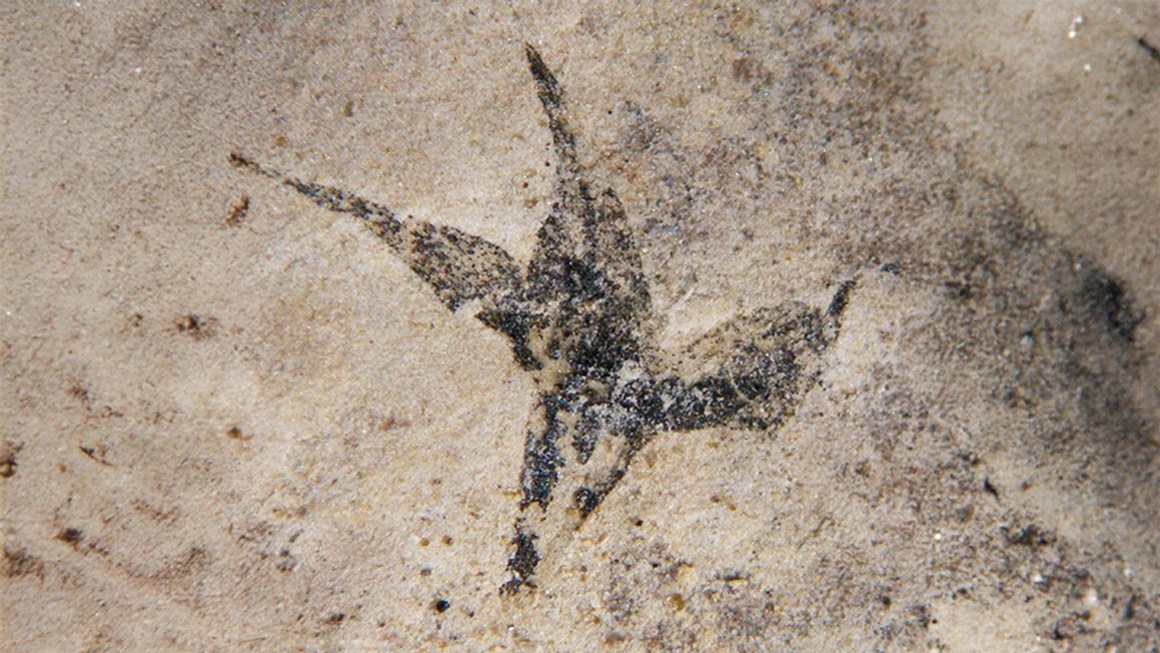 Flor aislada de Stellula meridionalis. Foto: CONICET