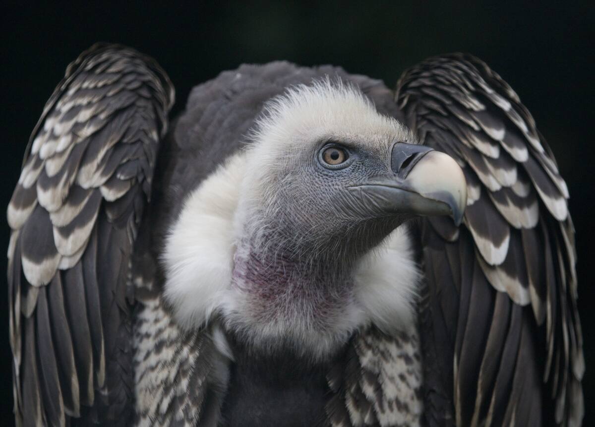 Águila harpía. Foto: Freepik.
