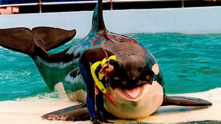 Lolita, que fue vendida en 1970 al Miami Seaquarium por cerca de 20.000 dólares, estaba confinada en una piscina de 18 metros de longitud y una profundidad máxima de 6,1 metros. Foto Twitter.