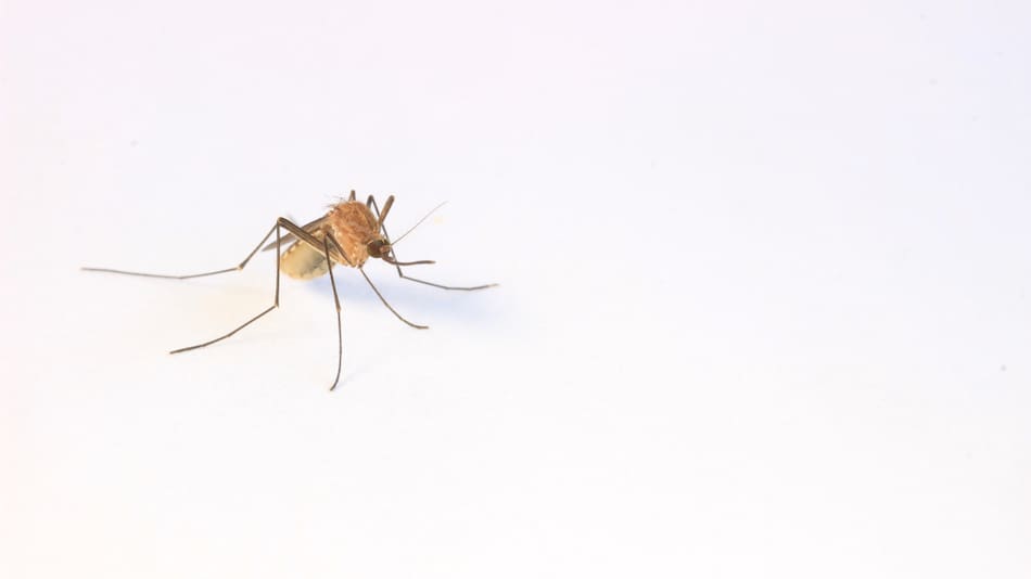 Mosquitos. Unsplash