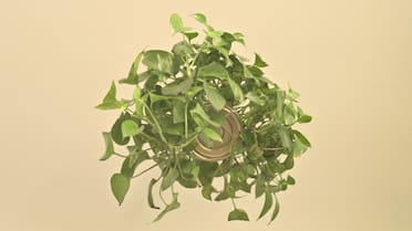 Truco de jardinería: cómo regar un potus para que tenga hojas grandes y verdes durante todo el verano