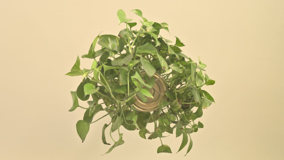 Potus. Foto: Unsplash.