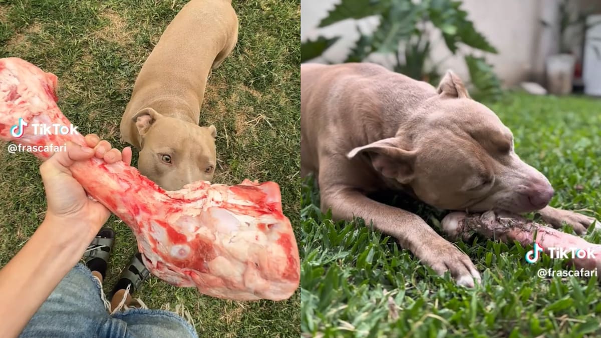 Lo interesante de los huesos recreativos para perros, según la educadora canina reconocida en redes como Frascafari.