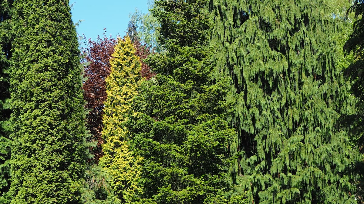 Por qué el pino es el árbol ideal para un patio soñado.