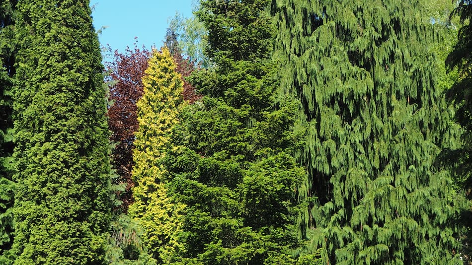 Por qué el pino es el árbol ideal para un patio soñado.