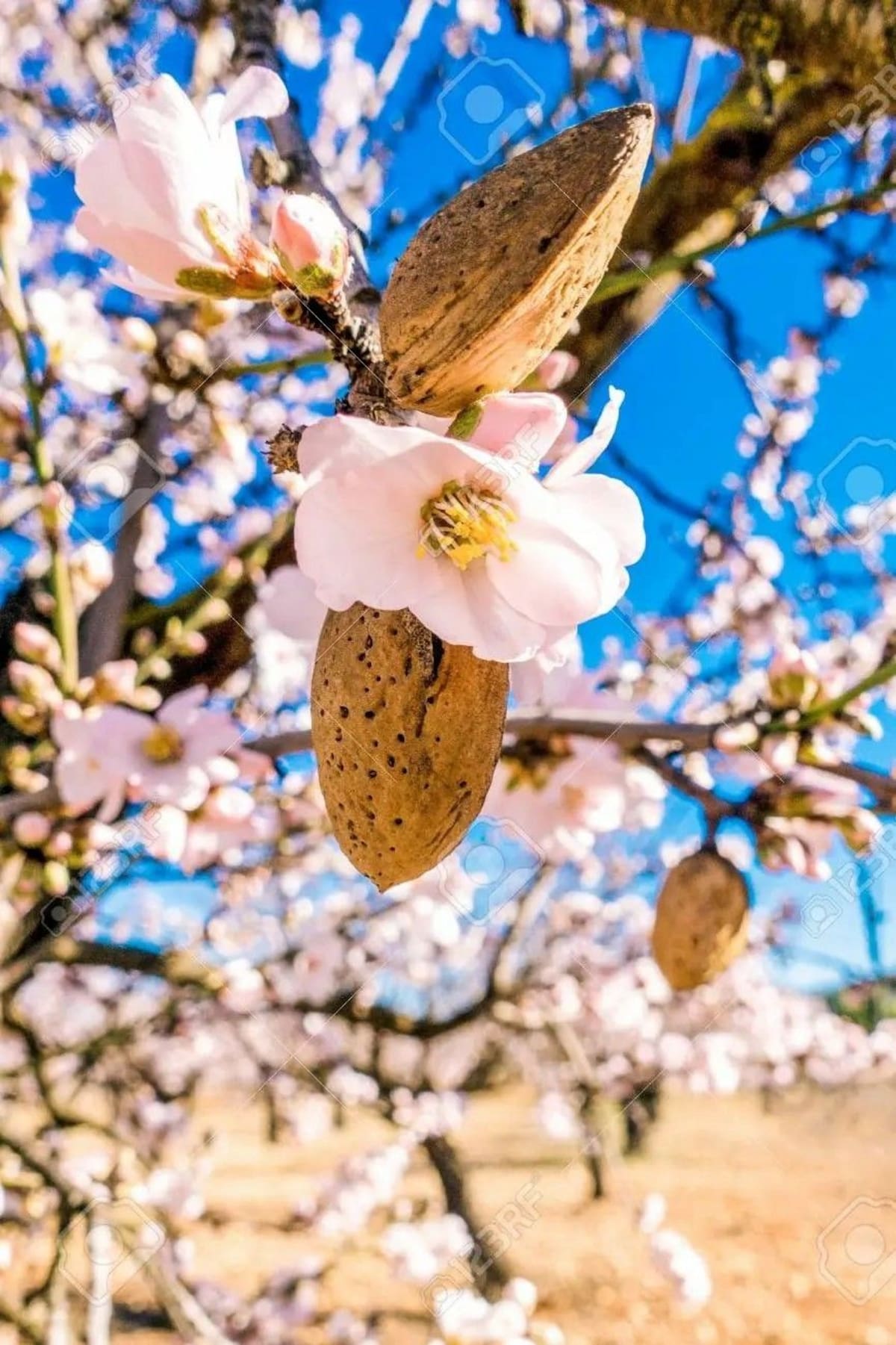Árbol de almendro