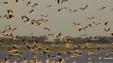 Flamencos, laguna Mar Chiquita, Córdoba. Foto X.