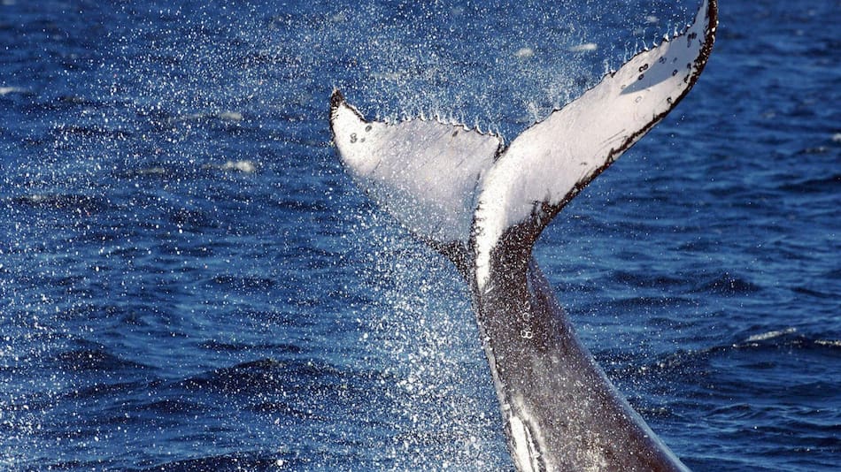 Ballena con aleta dorsal. Foto: EFE.