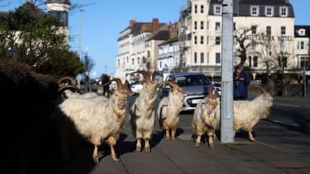 Un grupo de cabras pasean por las calles de la localidad de Reino Unido. Foto: @CRCiencia
