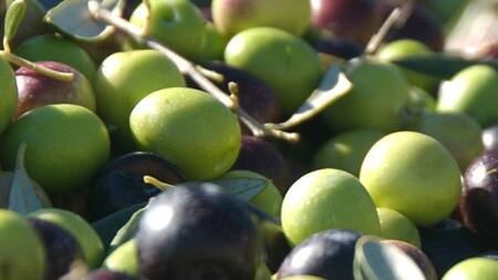 Aceitunas farga. Foto: Aceituna Guerra.