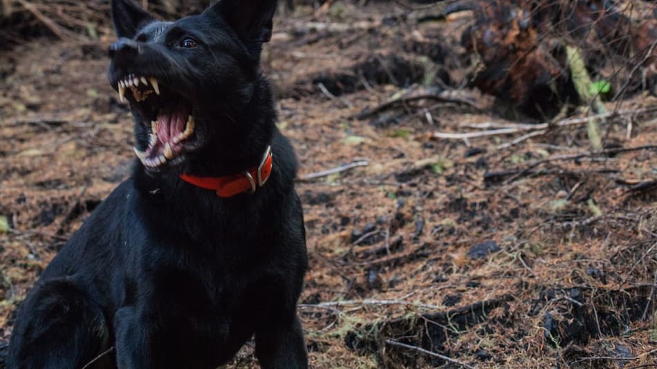 Perro; ataque. Foto: Unsplash.