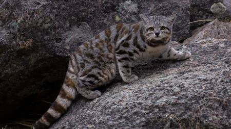 Los estragos de la minería en Chile: los tres animalitos al borde del peligro de extinción, según Greenpeace
