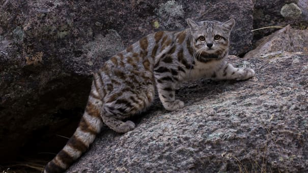 Los estragos de la minería en Chile: los tres animalitos al borde del peligro de extinción, según Greenpeace