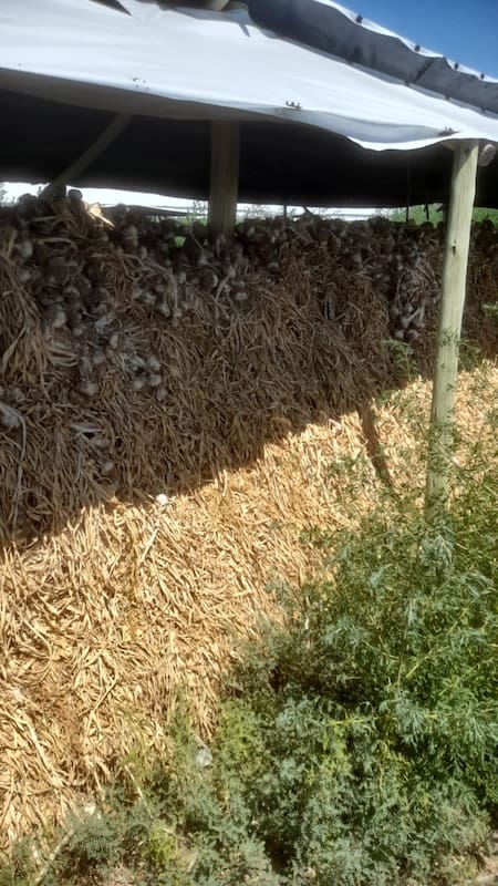 AFIP interdictó más de 2800 toneladas de ajo por falta de respaldo. Foto: AFIP