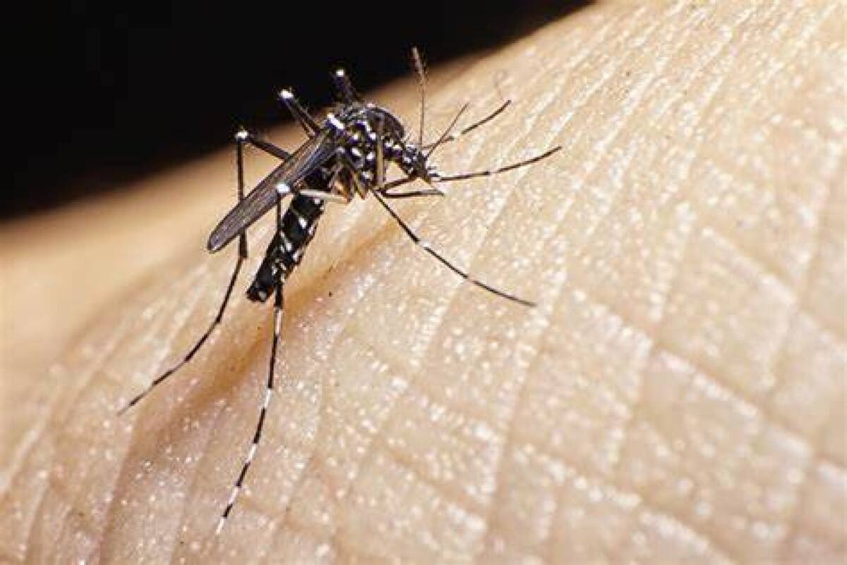 Repelente, mosquitos, invasión, verano. Foto: X