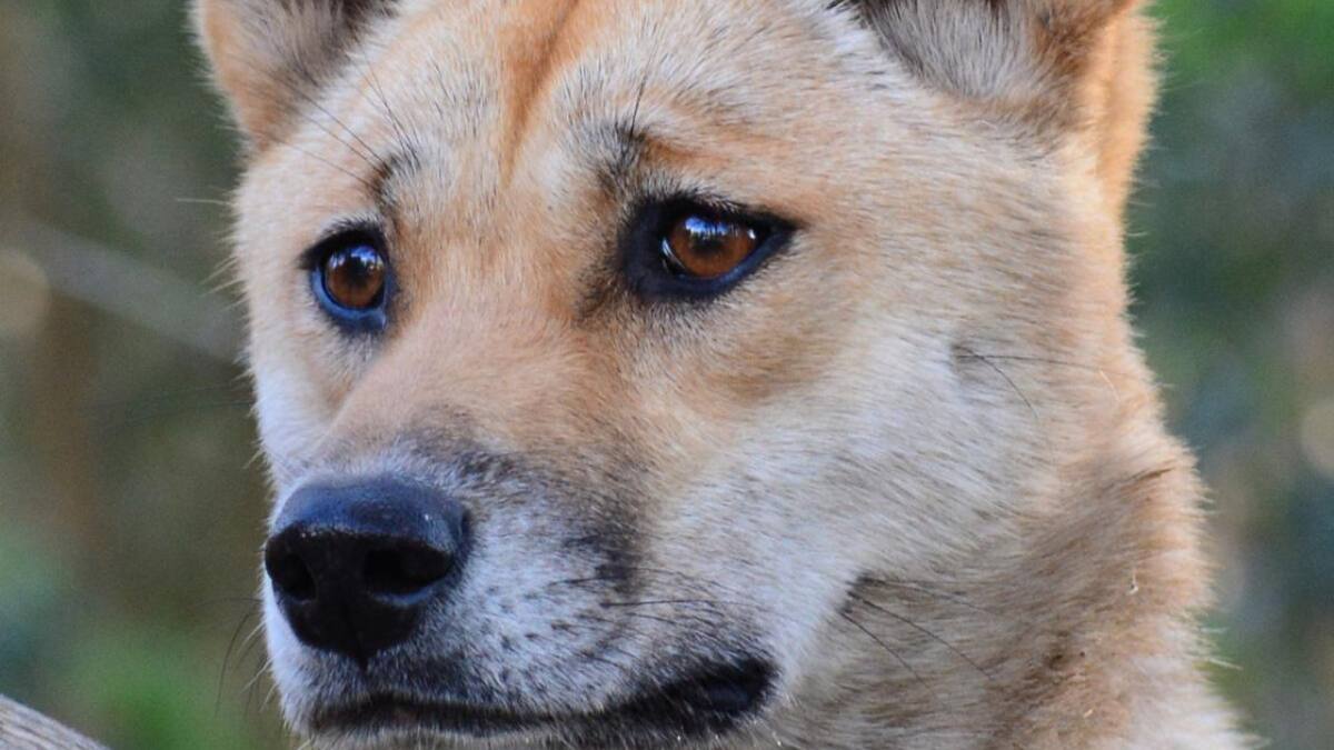 Dingo australiano. Foto: EFE
