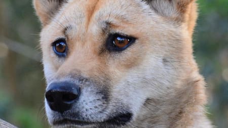 Dingo australiano. Foto: EFE