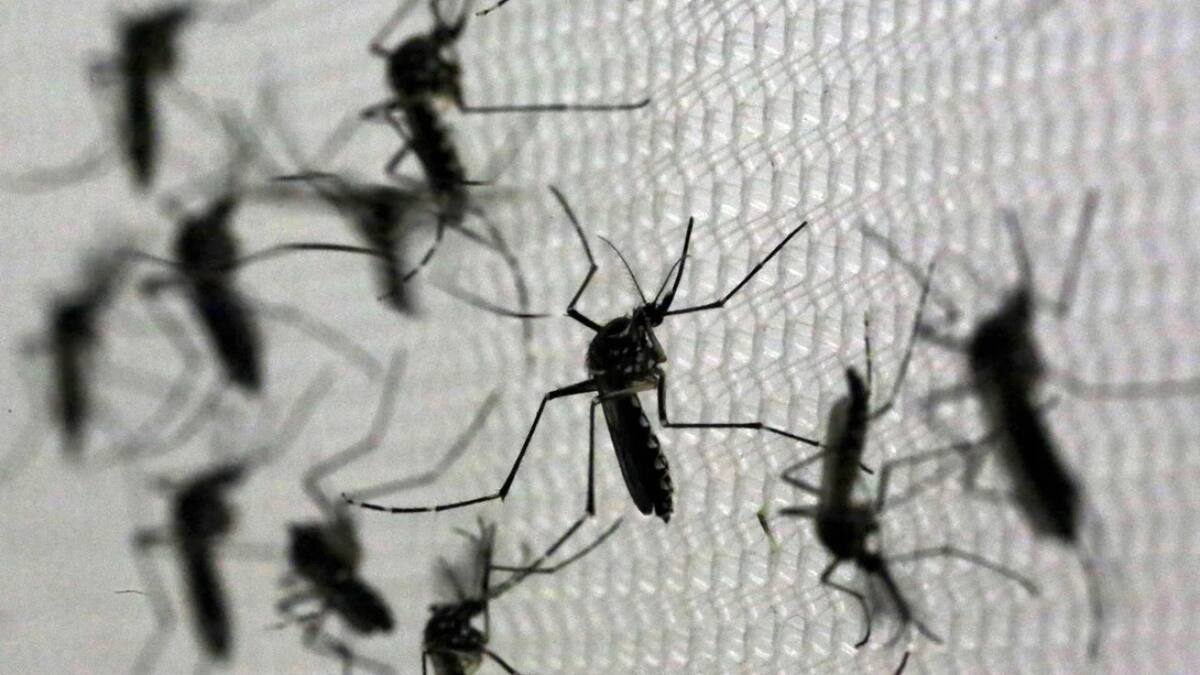 Mosquitos. Foto: NA.