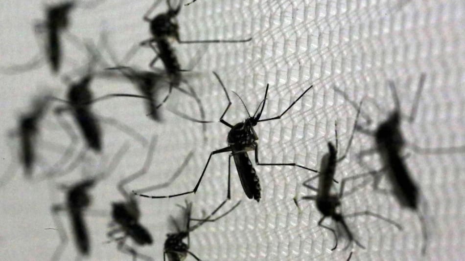 Mosquitos. Foto: NA.