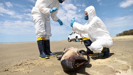 Gripe Aviar. Foto: Reuters.