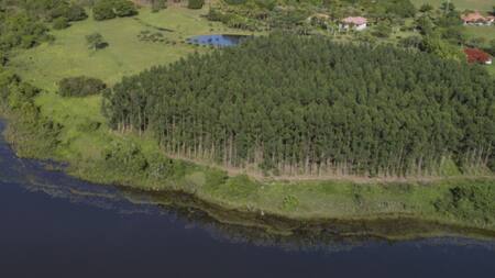 Proyecto Sucuriú de Arauco en Brasil. Foto: Arauco.