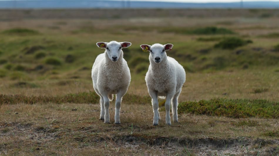 Alerta sanitaria por sarna ovina en Chubut.