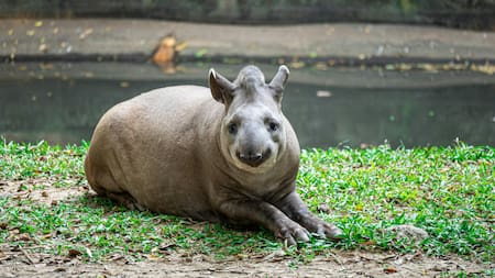 Tapir sudamericano. Foto: Pexels.
