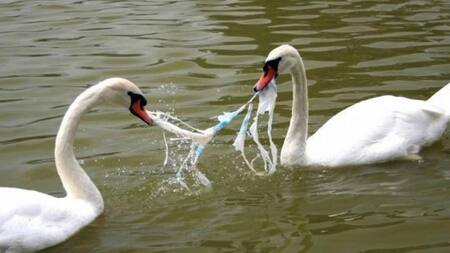 Plástico y el riesgo para las aves