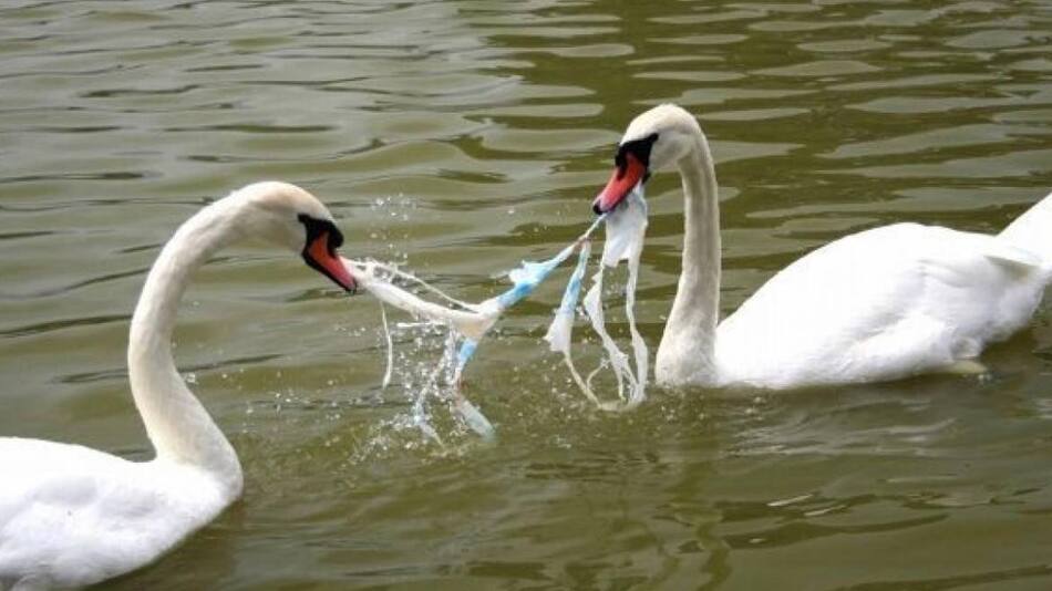 Plástico y el riesgo para las aves