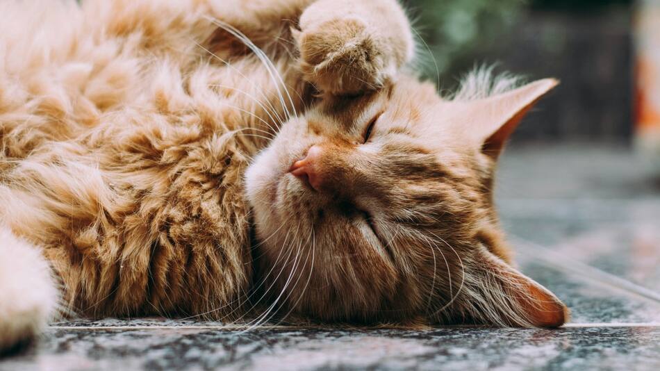 Los beneficios de tener a un gato como mascota. Foto: Unsplash.