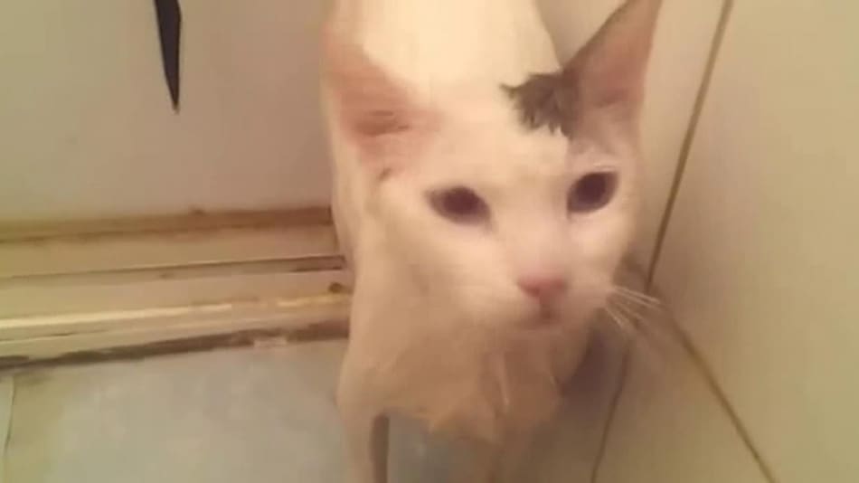 Gato