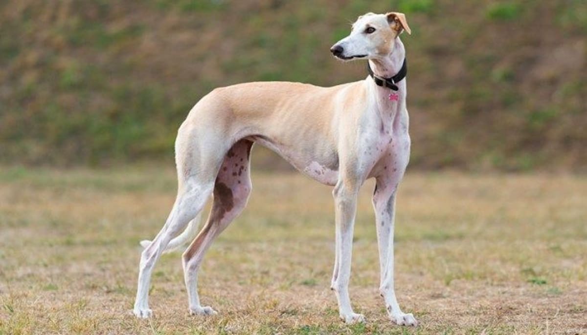 los veterinarios coinciden en que es una raza sensible que necesita calma y cuidados especiales