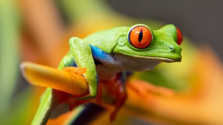 Los anfibios, el grupo más amenazado ante el cambio climático. Foto Unsplash.
