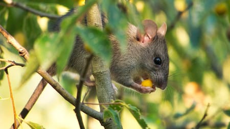 Encuentran ratones momificados a 6mil metros de altura. Foto: Unsplash