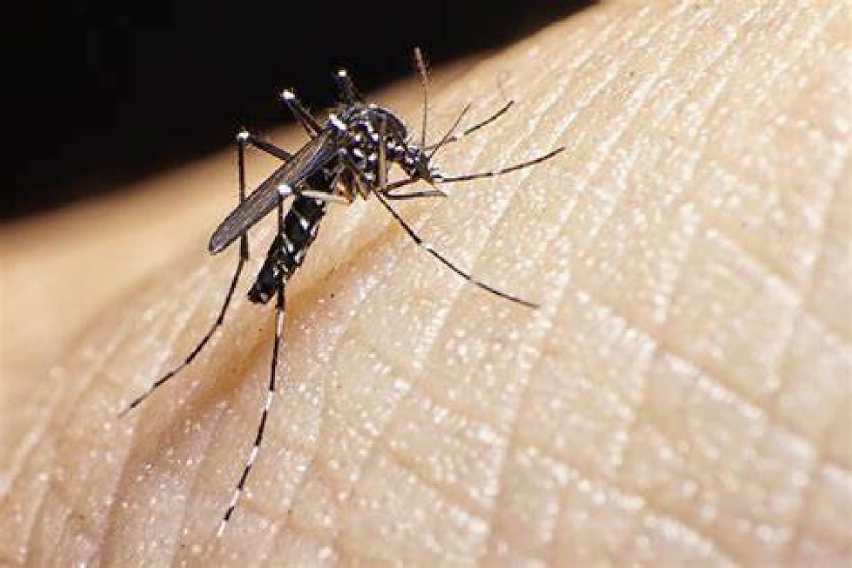 Repelente, mosquitos, invasión, verano. Foto: X