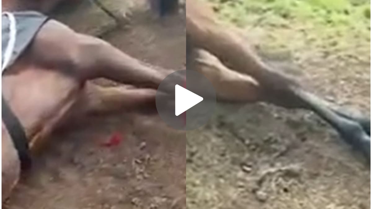 Un rayo mató a cuatro caballos en el Jockey Club de San Isidro durante una práctica de polo