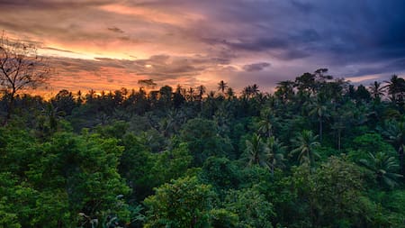 Un hallazgo sin precedentes en la selva africana cambiaría por completo la historia del origen del Homo sapiens