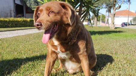 Bobi, el perro más longevo del mundo, muere en Portugal a los 31 años de edad. REUTERS