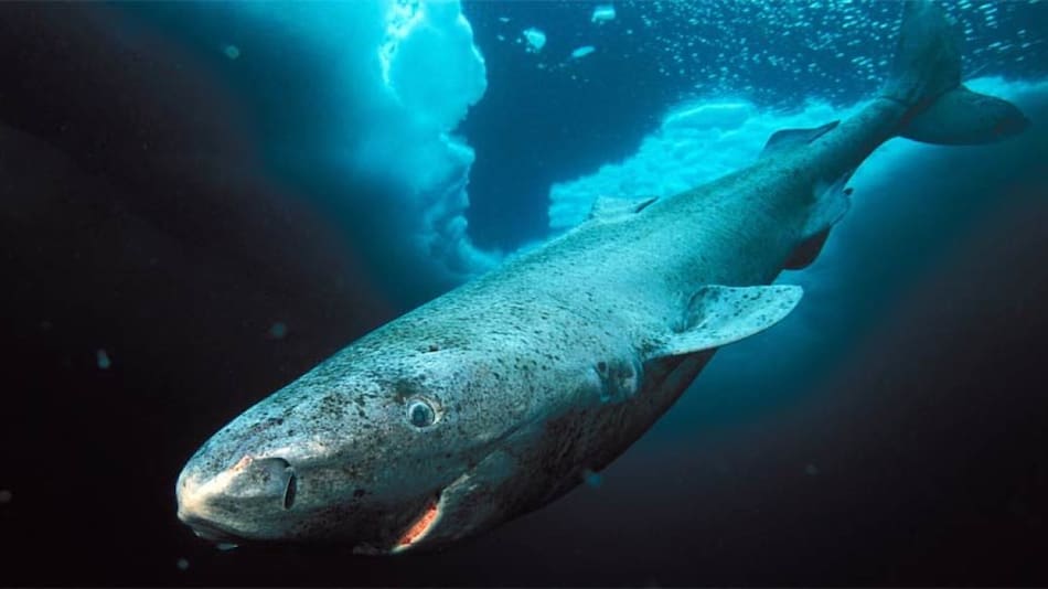 El tiburón de Groenlandia. Foto: X (@Beiolos).