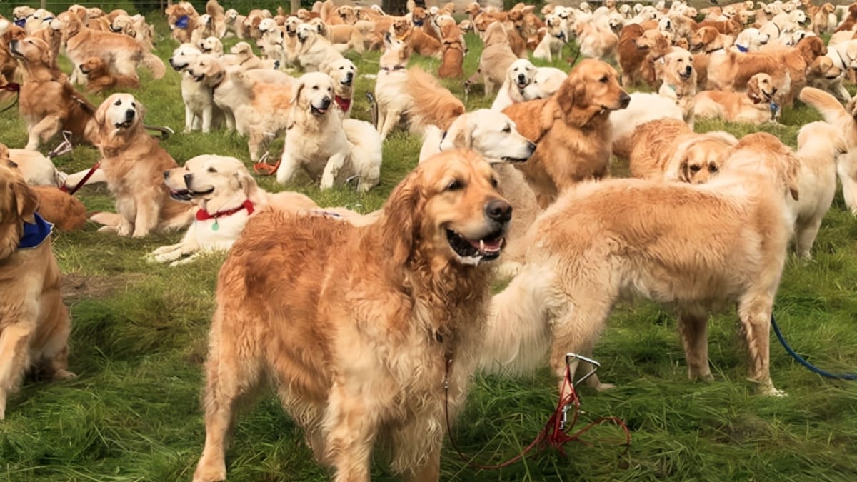 Juntada de Golden Retriever en Palermo.