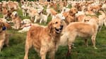 Impresionante convocatoria: miles de perros Golden Retriever coparon los Bosques de Palermo para romper un récord mundial