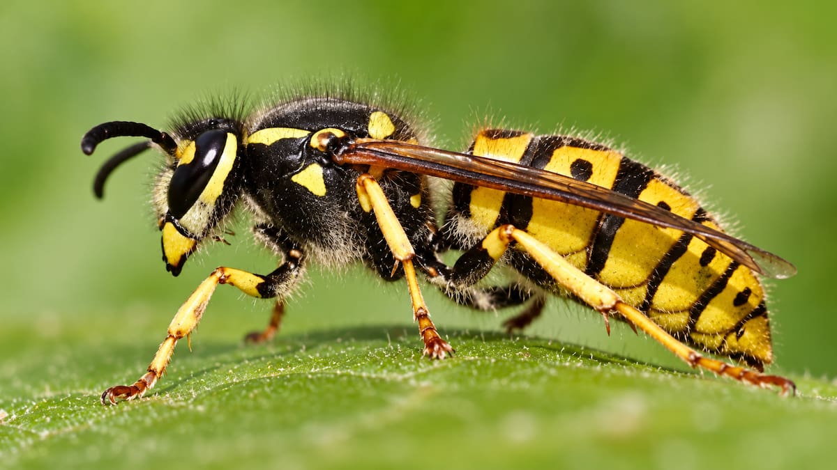 Avispa chaqueta amarilla