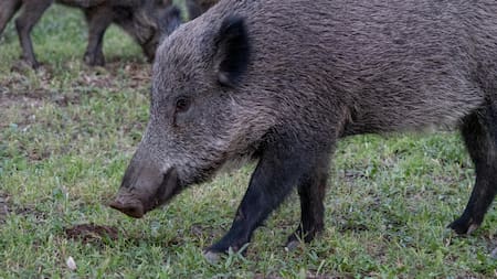 Alerta en España por la peste porcina africana: se extiende fuera de “zona cero” y crece en Cataluña