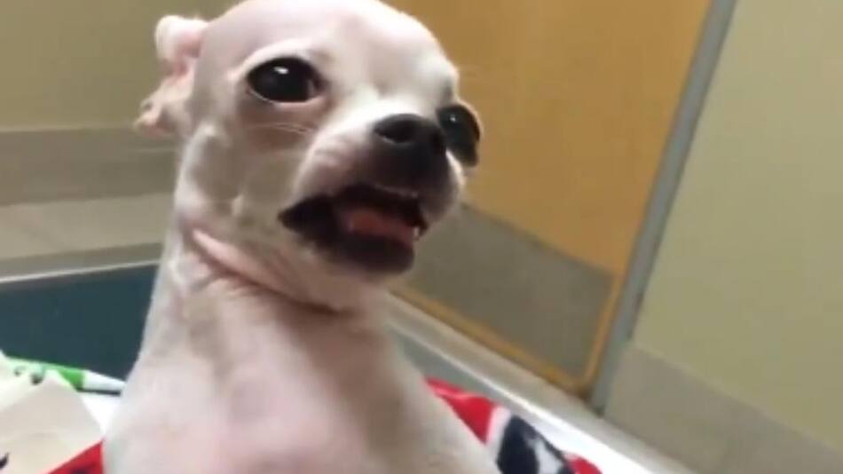 Perro que comió marihuana