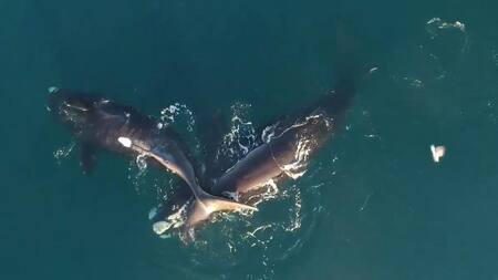 Ballenas francas blancas Foto: captura Ruptly.